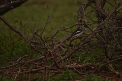 Prionops plumatus poliocephalus