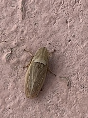 Prairiana sidana