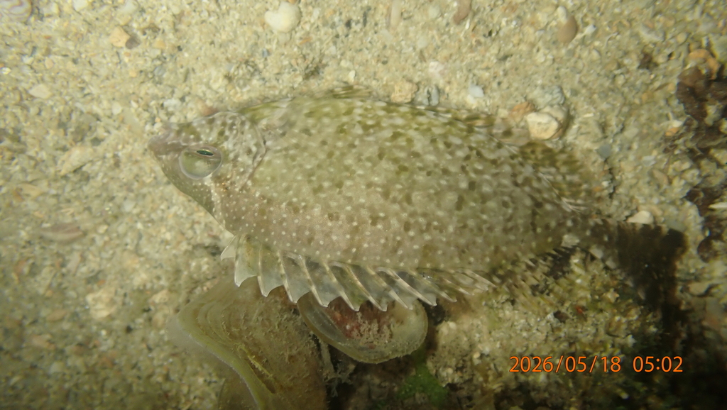 Net-pattern spinfoot (Siganus canaliculatus) — Siganidae