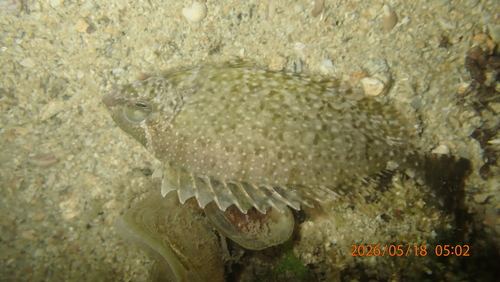 Net-pattern spinfoot (Siganus canaliculatus) — Siganidae
