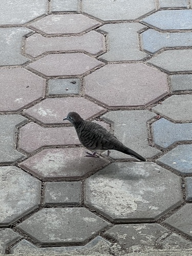 Zebra Dove