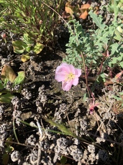 Oenothera wigginsii