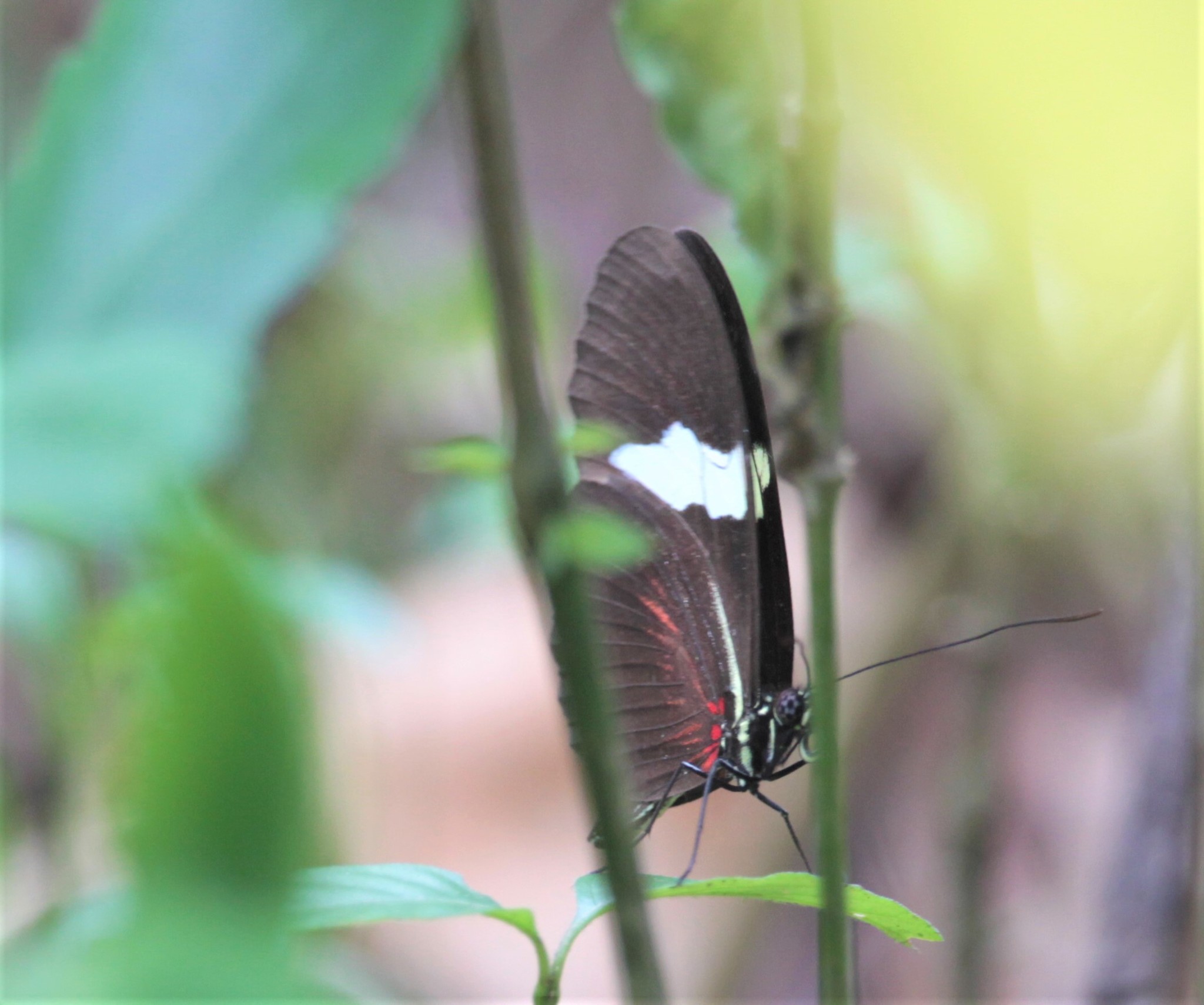 Heliconius image