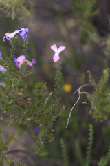 Linanthus californicus, photograph (c) Sarah Dillion, some rights reserved (CC BY)