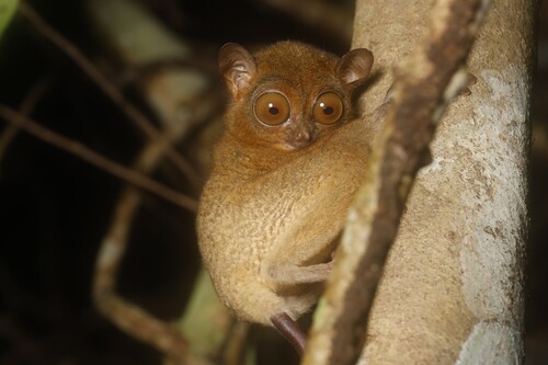 Horsfield's Tarsier