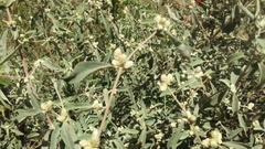 Alternanthera albida