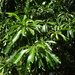 Rauvolfia caffra - Photo (c) blkvulture, algunos derechos reservados (CC BY-NC), subido por blkvulture