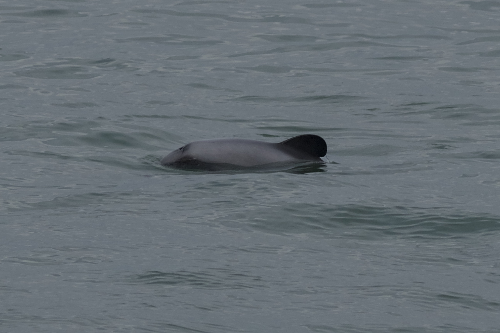Cephalorhynchus hectori