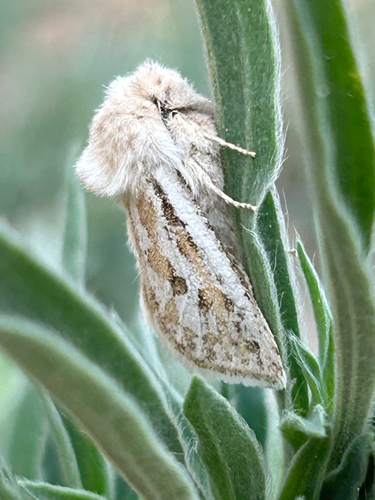 Comadia henrici photo 2