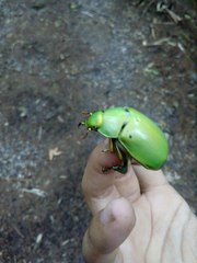 Chrysina karschi