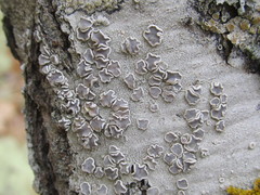 Lecanora subpallens