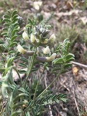 Sophora nuttalliana