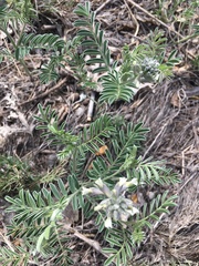 Sophora nuttalliana