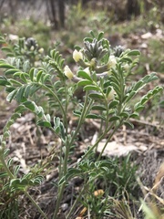 Sophora nuttalliana