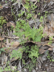 Pentagramma triangularis triangularis