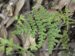Pentagramma triangularis triangularis