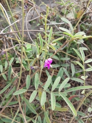 Tephrosia vicioides