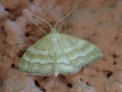 Idaea circuitaria