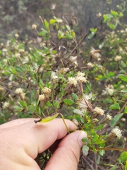 Porophyllum punctatum