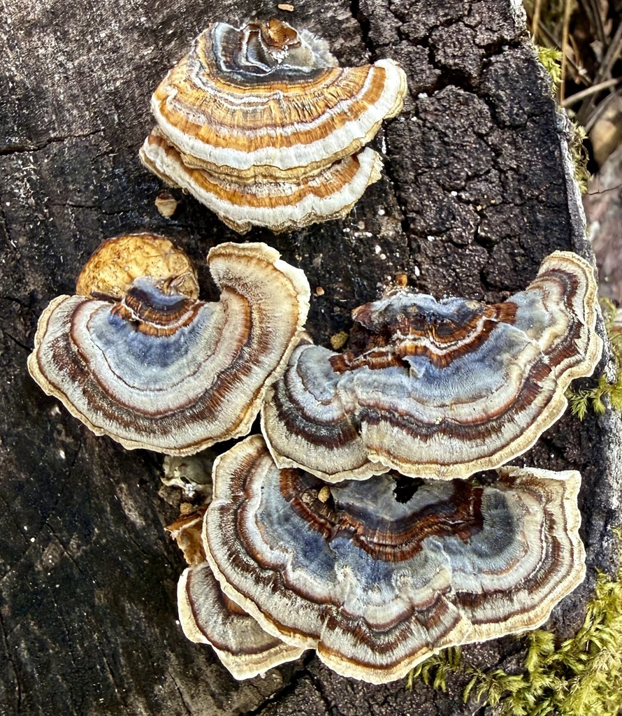 turkey-tail · May 2026 · photo: Photo: no rights reserved · iNaturalist