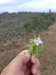 Hexasepalum angustifolium