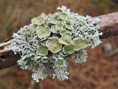 Imshaugia placorodia