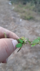 Metastelma schlechtendalii