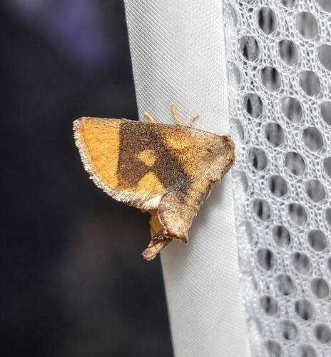 Yellow-collared Slug Moth photo 5