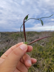 Metastelma schlechtendalii