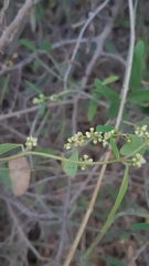 Cocculus diversifolius