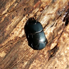 Hololepta plana