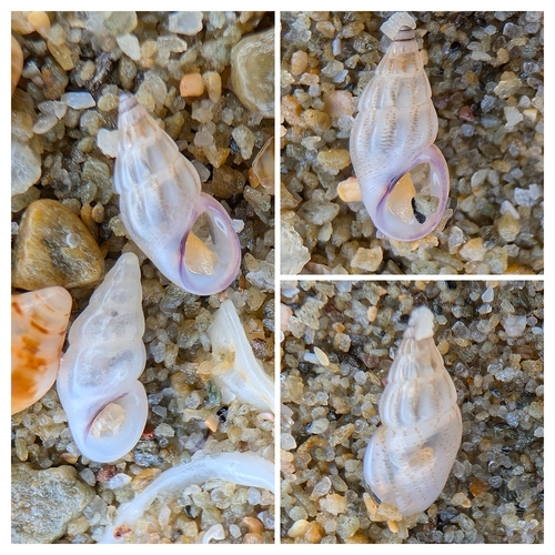 Rissoa variabilis, 2026-05-15