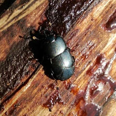 Hololepta plana