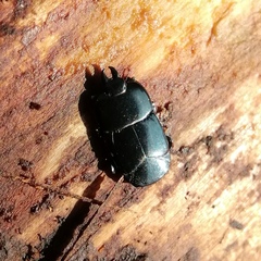 Hololepta plana
