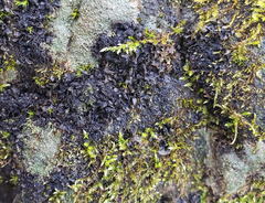 Scytinium dactylinum