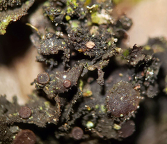 Scytinium dactylinum