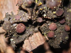 Scytinium dactylinum