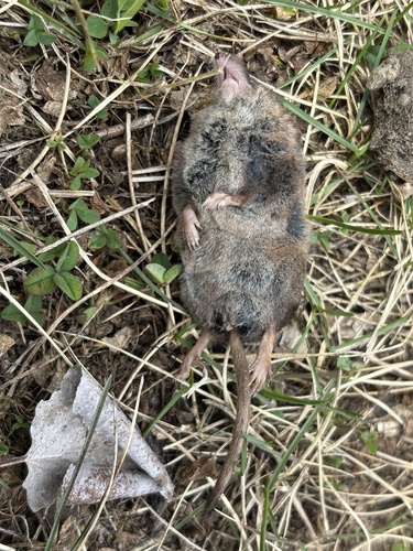 Masked Shrew observed by dptate