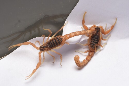 Indian Red Scorpion