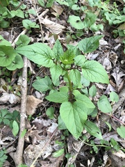Valeriana pauciflora