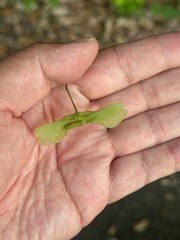 Acer crataegifolium, photograph (c) 岸本年郎, some rights reserved (CC BY)