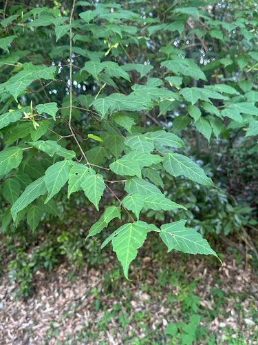 Acer crataegifolium