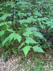 Acer crataegifolium, photograph (c) 岸本年郎, some rights reserved (CC BY)