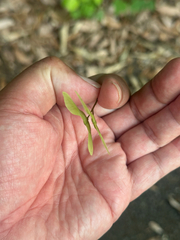 Acer crataegifolium, photograph (c) 岸本年郎, some rights reserved (CC BY)