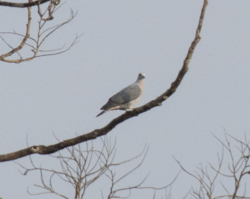 Afep Pigeon (Columba unicincta), photo 2