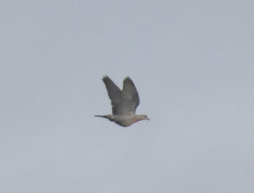 Afep Pigeon (Columba unicincta)
