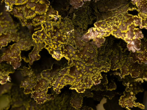 Pseudocyphellaria citrina