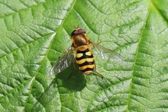 Epistrophe nitidicollis