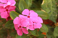 Catharanthus roseus