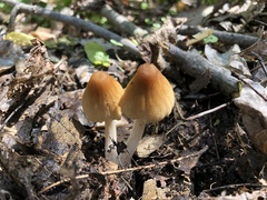 Coprinellus truncorum